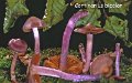 Cortinarius cagei-amf581